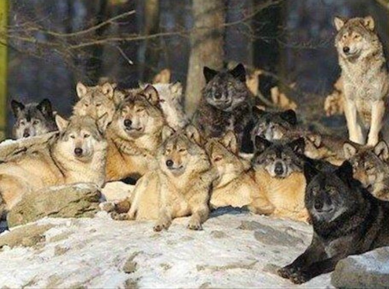 Alta Vista Wolves